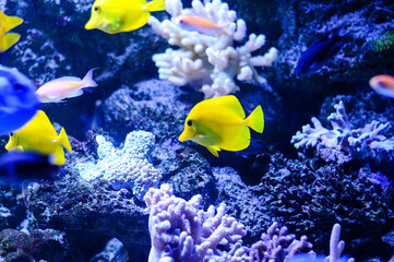 multicolored exotic fish swim in the aquarium against the background of corals
