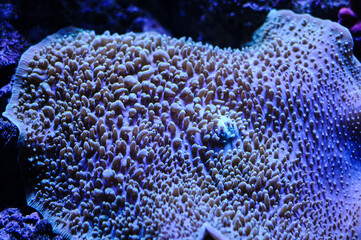 a kind of coral in an ocean aquarium
