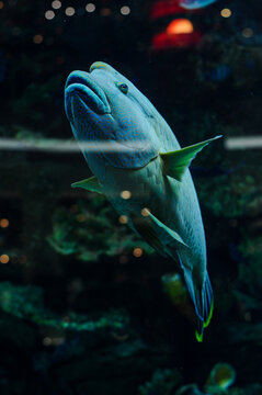 oceanic aquarium with big lips beautiful fish vertical photo
