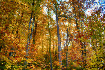Collection of Beautiful Colorful Autumn Leaves green, yellow, orange, red HDR