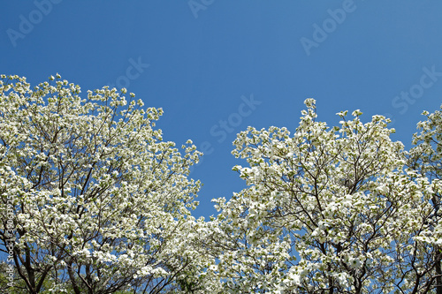 ハナミズキの木 Wall Mural Wallpaper Murals Wallsheaven Paylessimages ハナミズキの木 Wall Mural Wallpaper Murals Wallsheaven Paylessimages