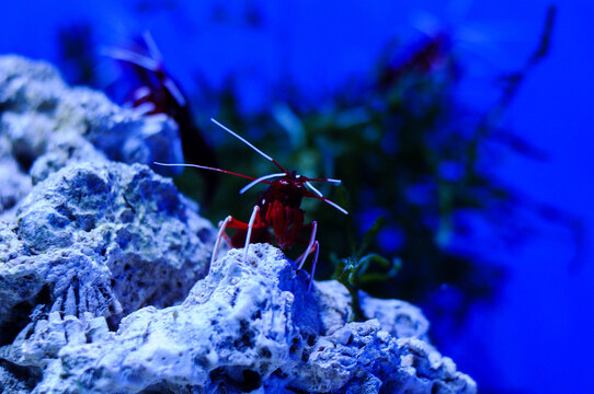 The Big Red Shrimp Sits On The Coral In The Aquarium
