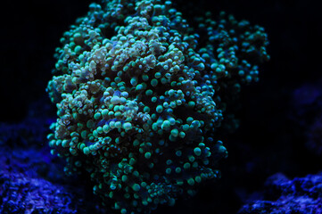 oceanic aquarium with coral polyps vertical macro photo
