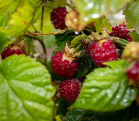 Red raspberries on a background of green leaves