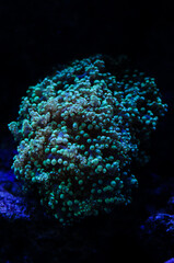 Obraz premium oceanic aquarium with coral polyps vertical photo 