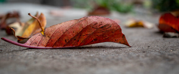 Fallen autumn leaf on the path