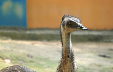 ostrich bird close up view