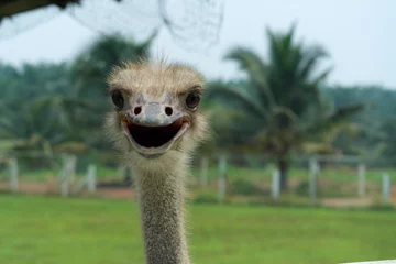 Zelfklevend Fotobehang ostrich bird close up view © Francis