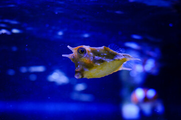 yellow fish devil in the aquarium swims in the water column
