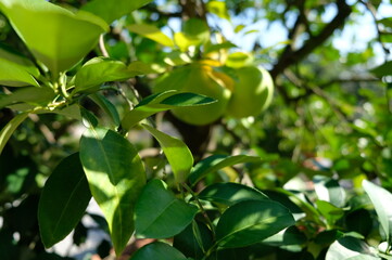 leaves on a tree