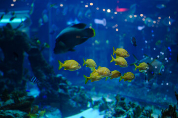 Fototapeta na wymiar oceanic aquarium with a flock of yellow fish in the frame 