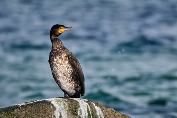 Kormoran ( Phalacrocorax carbo )