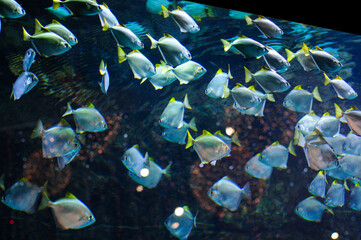 oceanic aquarium with a flock of fish

