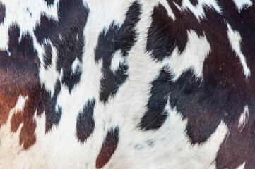 Close up of cow skin