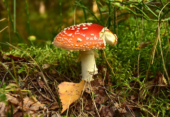 Red mushroom amanita toxic, also called panther cap. False blusher amanita mushroom in the forest against the background of green vegetation