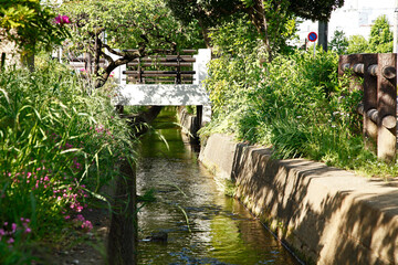 小川のせせらぎ（千川上水）