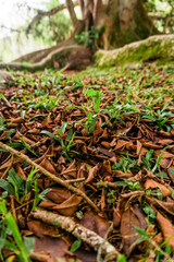 Orange leaves at the forest grass