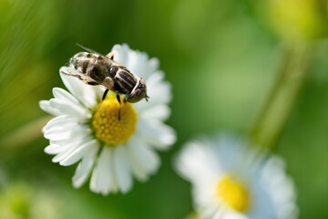 Fototapeta na wymiar Flying insect taking off from a daisy flower in garden
