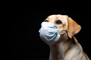 Close-up of a Labrador Retriever dog in a medical face mask.