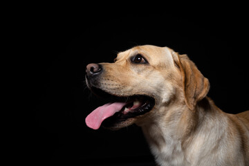 Naklejka na ściany i meble Portrait of a Labrador Retriever dog on an isolated black background.
