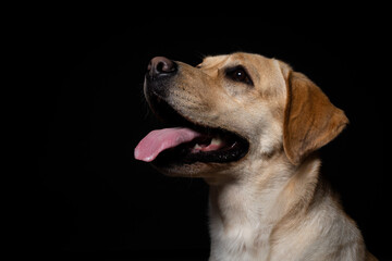 Portrait of a Labrador Retriever dog on an isolated black background.