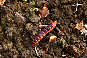 Worm is the large caterpillar. Red Mopane worms on ground. Big and long worm caterpillar insect larva from the order Lepidoptera (butterflies)