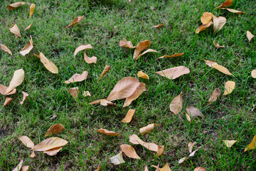 Dry leaves on the grass in the park 