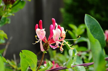 Japanese honeysuckle (lonicera japonica) in the garden