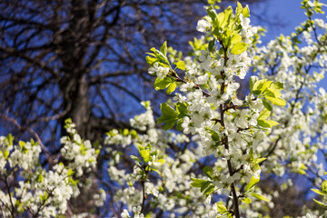 Beautiful spring blossoming plum tree