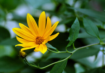 Jerusalem artichoke flower