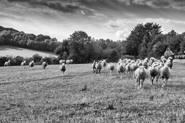 herd of sheep