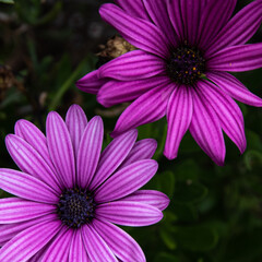 Fototapeta premium Close up of Daisy flowers in full bloom, Spring Flowers