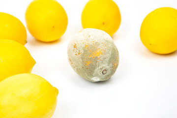 Rotten lemon next to fresh lemons on a white background.