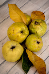 organic ripe quinces on tablecloth