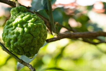 fresh bergamot on the tree and sunlight in the morning