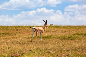 Fototapeta premium Grant's gazelle walking on the savanna