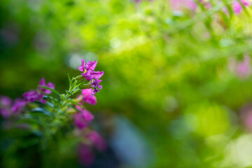 Purple flowers in the morning