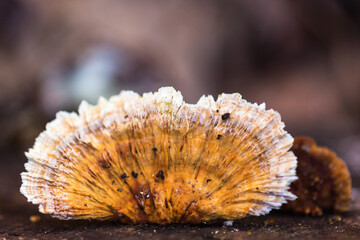 Bracket fungus on a tree trunk