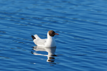 Black headed gull swimming in the lake
