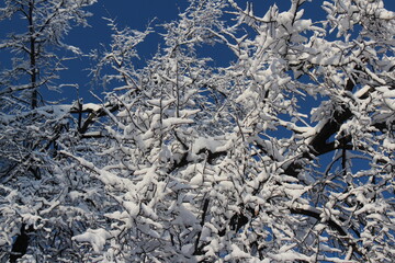 snow covered branches
