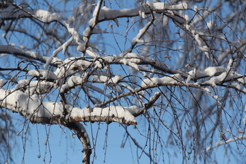 Trees in winter. Branches with snow on blue sky