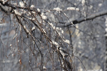 Trees in winter. Branches with snow 