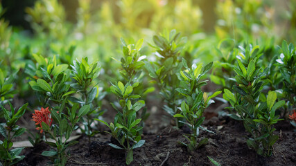 The flowers meet in a long line at the nursery in the early morning on a clear day in early spring.