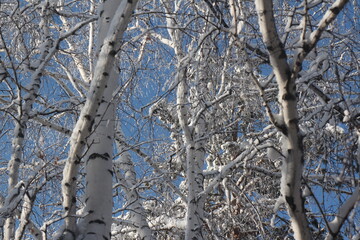 Birch trees in winter and blue sky