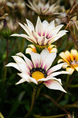 Close up of  Daisy flowers in full bloom, Spring Flowers