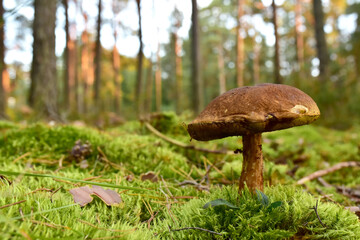 White mushroom  in wildlife on of sunbeams background. Boletus grows in forest against the background of green vegetation. Porcini bolete mushrooms. Season for picked gourmet mushrooming.