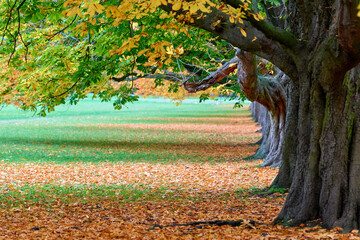Stadtwald Koeln im Herbst, NRW, Germany