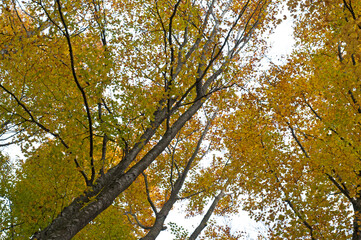 Beech forest (Fagus sylvatica) at Monte Amiata, Tuscany, Italy, in autumn.