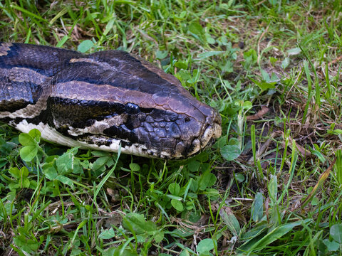 Serpiente pit&oacute;n sobre c&eacute;sped verde