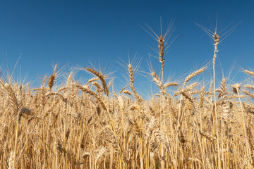 Trigo maduro em Tibagi Paraná Brasil © Zig Koch